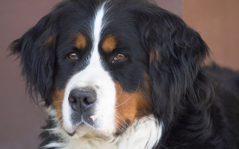 Швейцария тоннель great St. Bernard