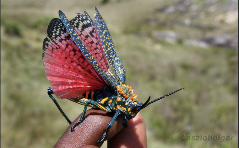 Phymateus saxosus
