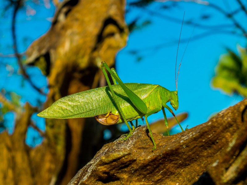 Katydid nymph (Olcinia or Sathrophyllia SP., Cymatomerini, Pseudophyllinae, Tettigoniidae)