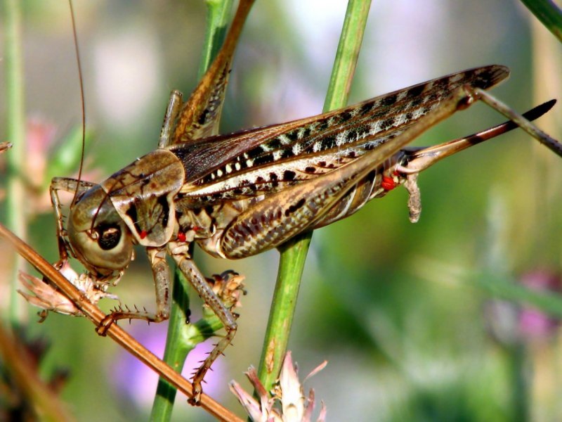 Pterochroza ocellata