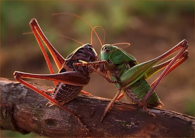 The giant false-Leaf Katydid