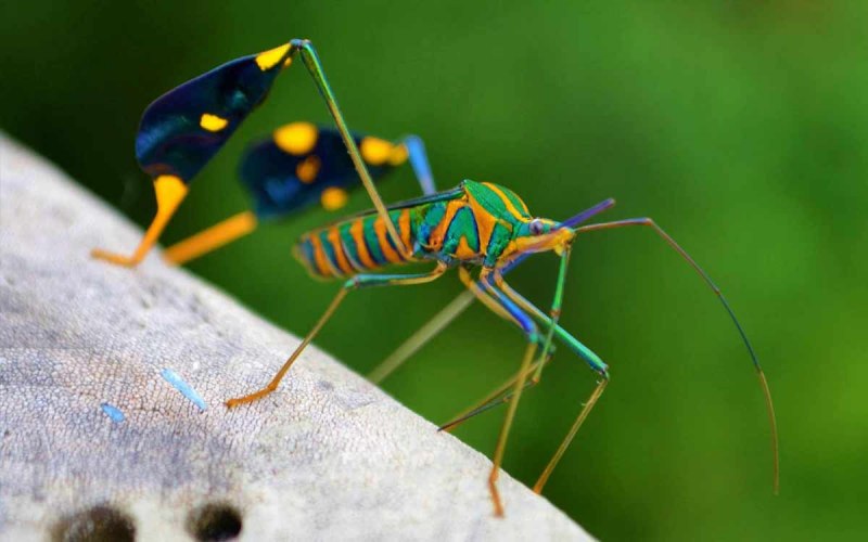 Радужный кузнечик Dactylotum bicolor