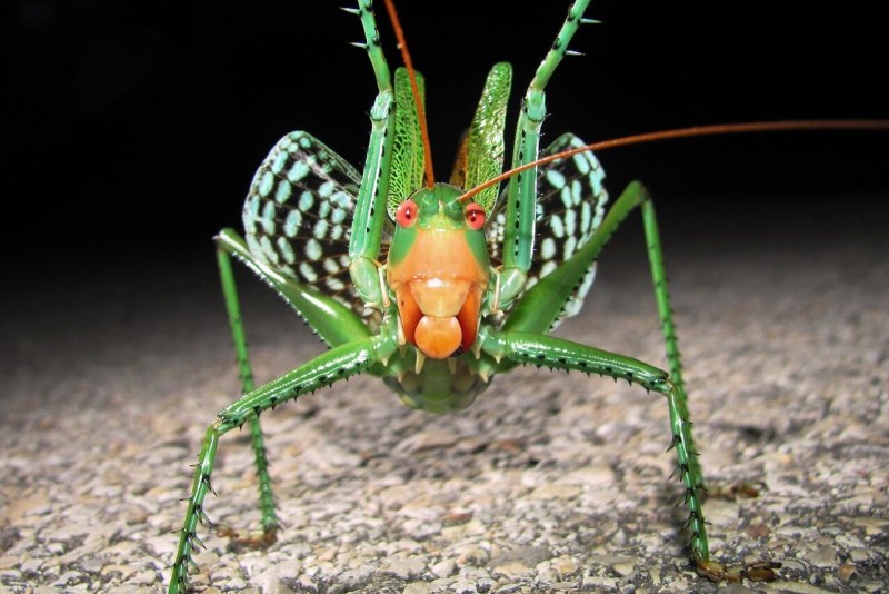 Neobarrettia spinosa кузнечик