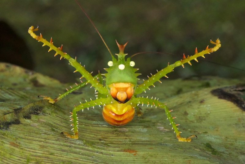 Grasshopper («кузнечик», 1946).