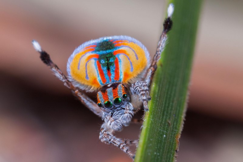 Паук-Павлин (Maratus volans)