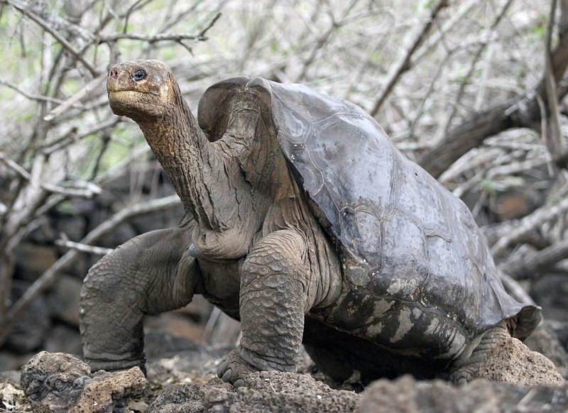 Абингдонская слоновая черепаха (69 фото)