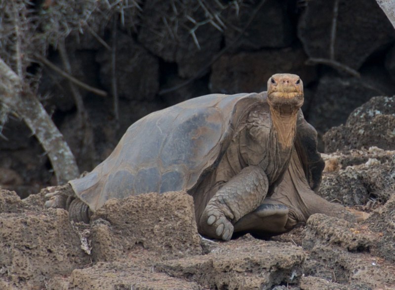 Pinta Island Tortoise