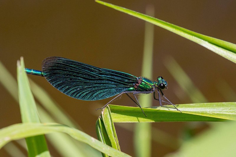 Calopteryx Virgo