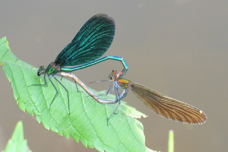 Стрекоза Calopteryx Virgo