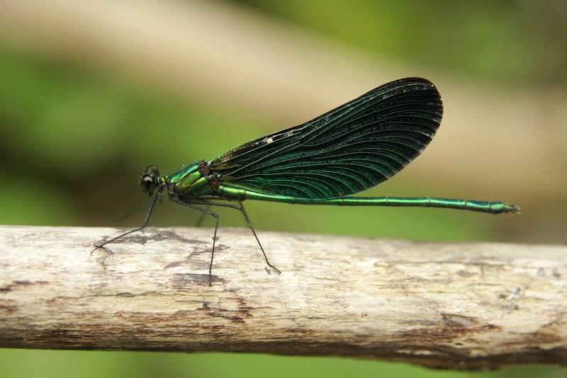 Стрекоза Calopteryx
