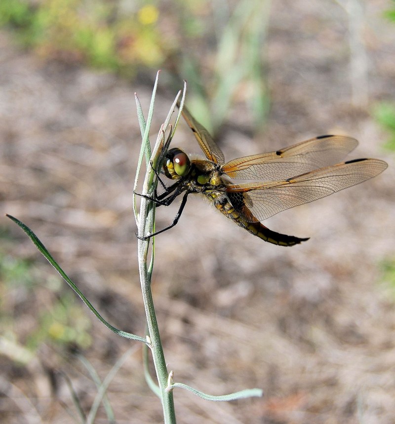 Demoiselle . Стрекоза