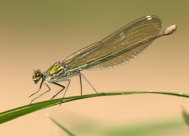 Sympetrum sanguineum