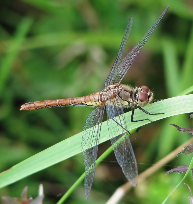 Leucorrhinia dubia самец