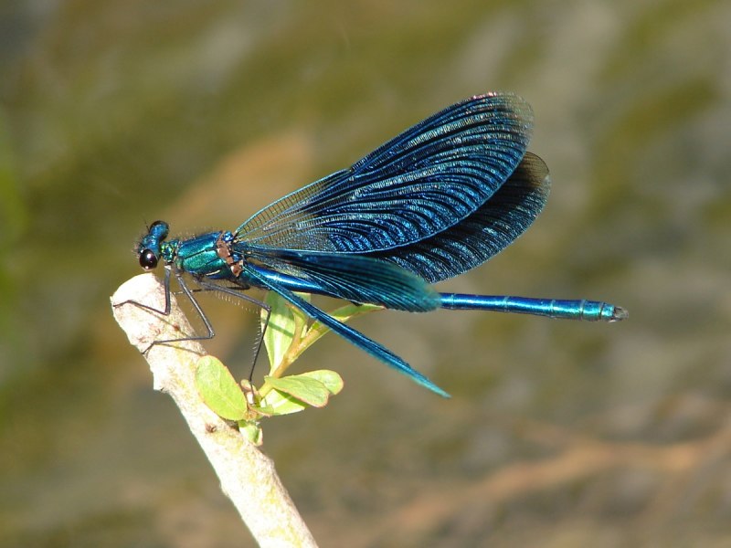 Бабка бронзовая (Cordulia aenea)