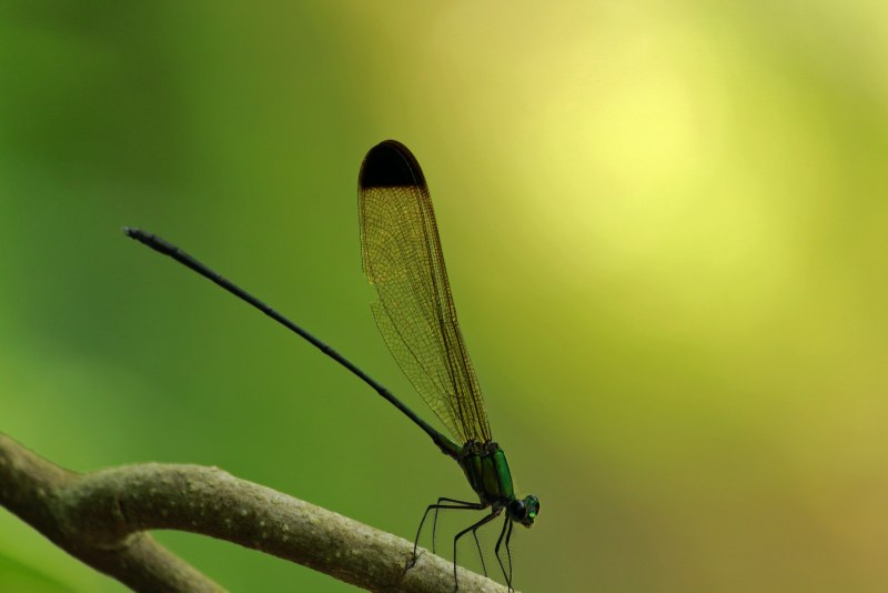 Petalura gigantea Стрекоза