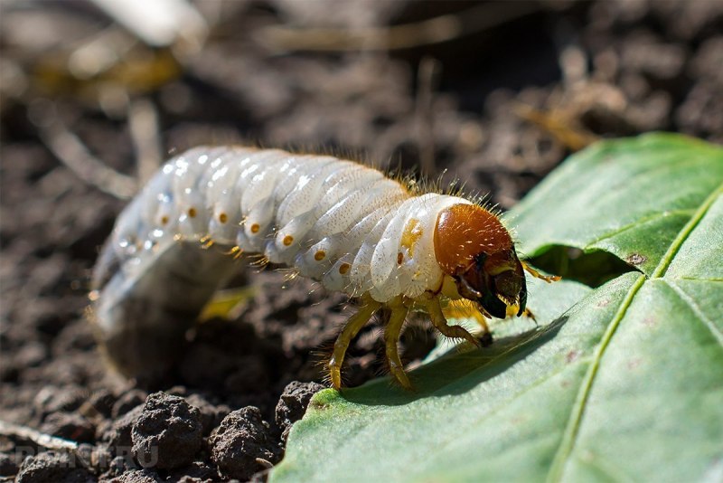 Жук личинка Pupa