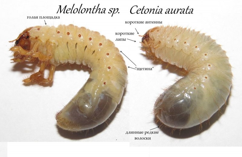 Личинки хрущей (Phyllophaga SP.).