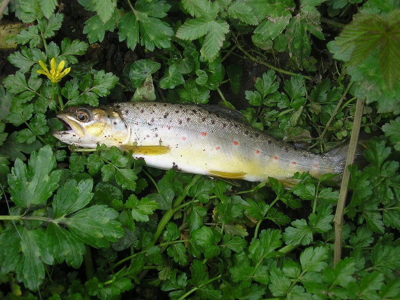 Salmo trutta