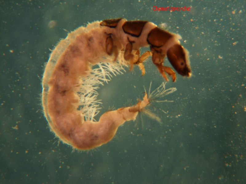 Rhyacophila cedrensis