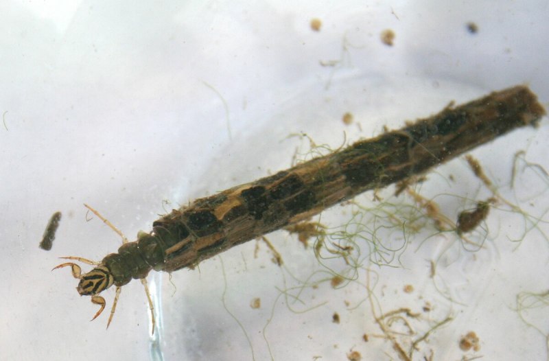 Ручейники (Trichoptera)