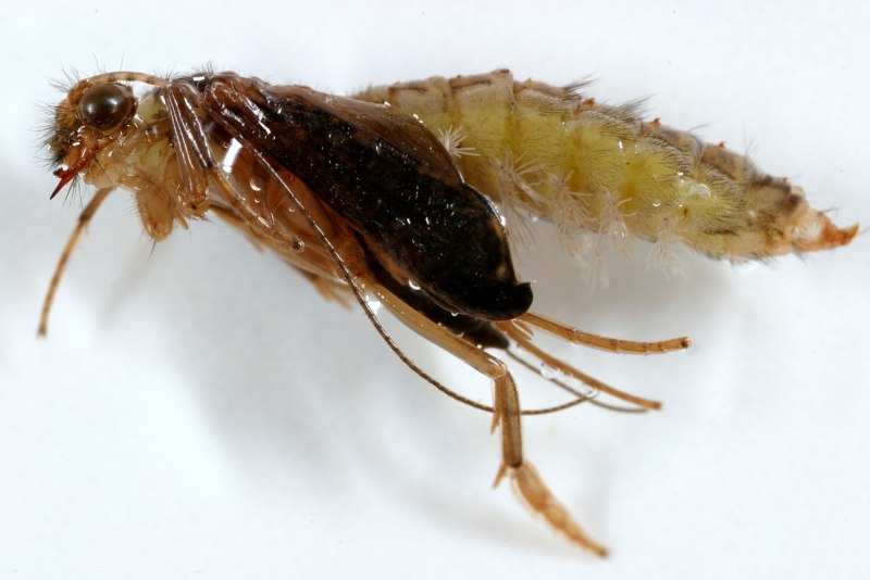 Мушка Caddis Larva