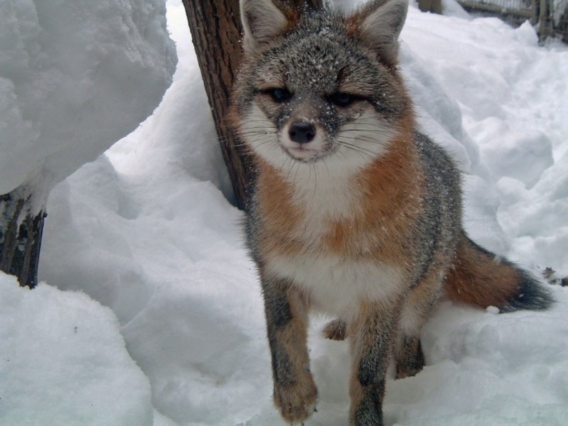 Серая лисица Urocyon littoralis