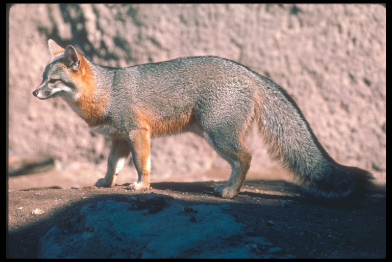 Silver Fox lisichka
