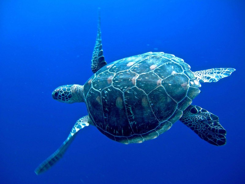 Морскую черепаху (Cheloniidae