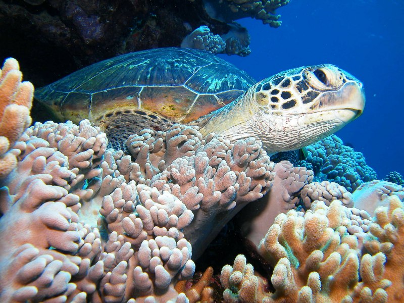 Chelonia mydas