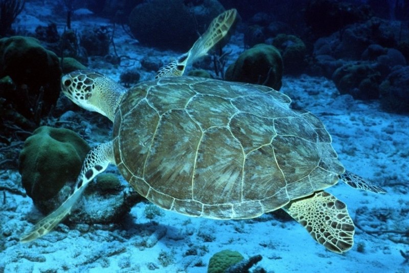 Австралийская морская черепаха