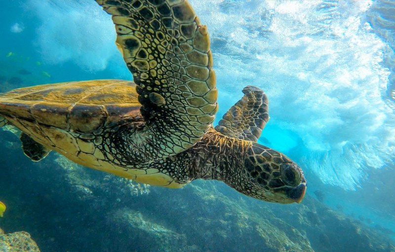Chelonia mydas