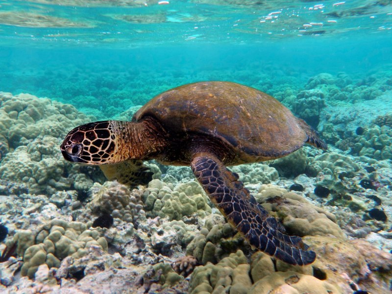 Chelonia mydas