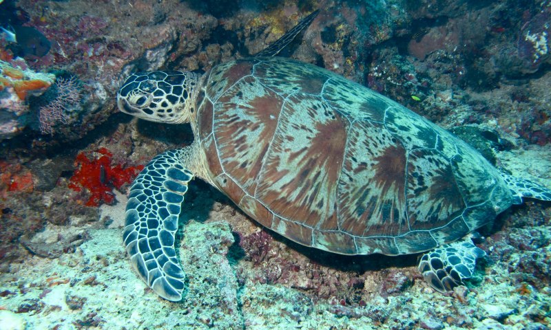 Chelonia mydas