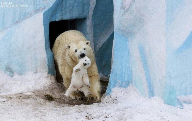 Полярный медведь National Geographic
