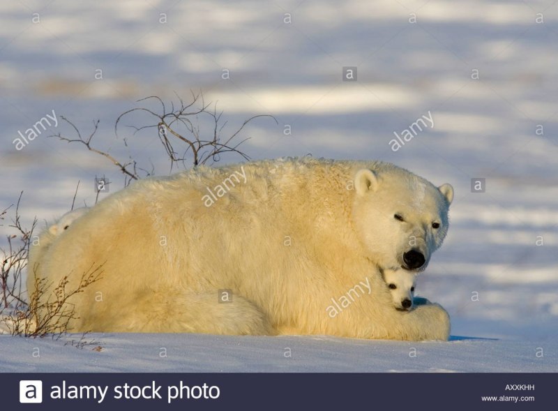 Белый медведь на Северном полюсе