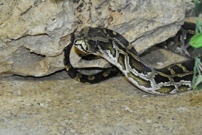 Питон Python molurus