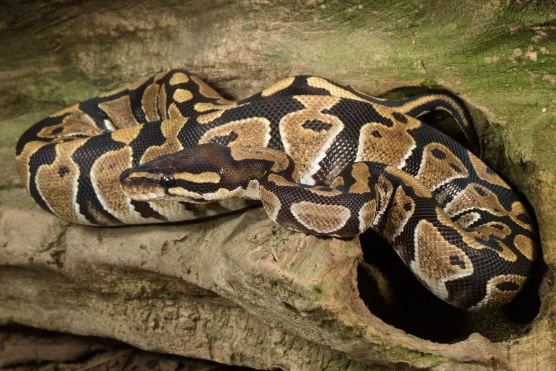 Python 2k