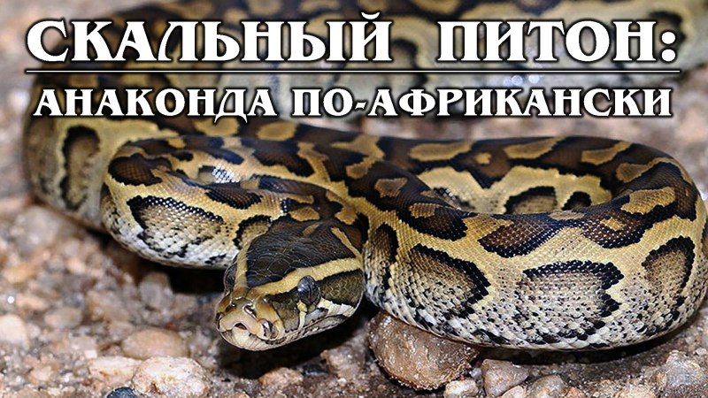 Эфиопский питон