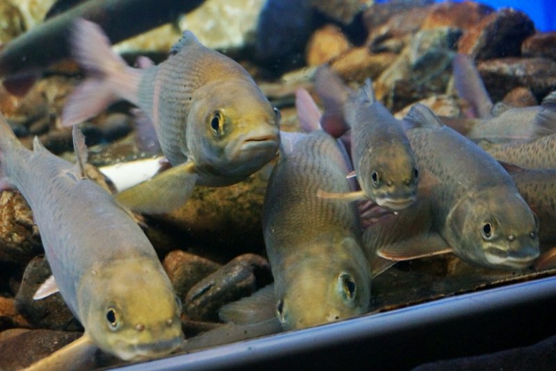 Пелядь Coregonus Peled