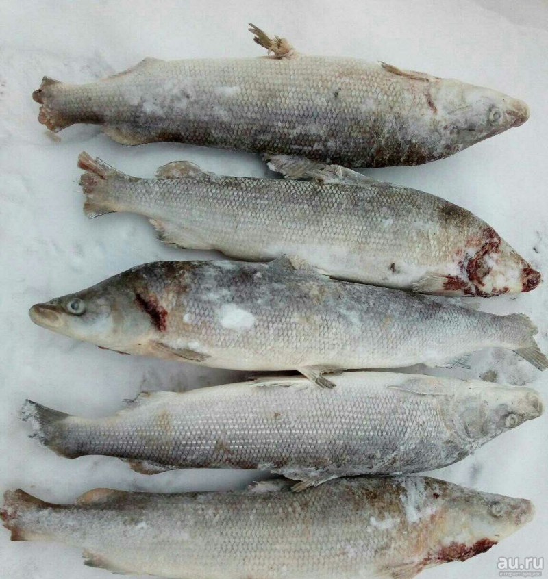 Омуль Камчатский