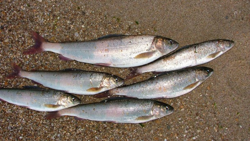 Сибирский хариус - Thymallus arcticus