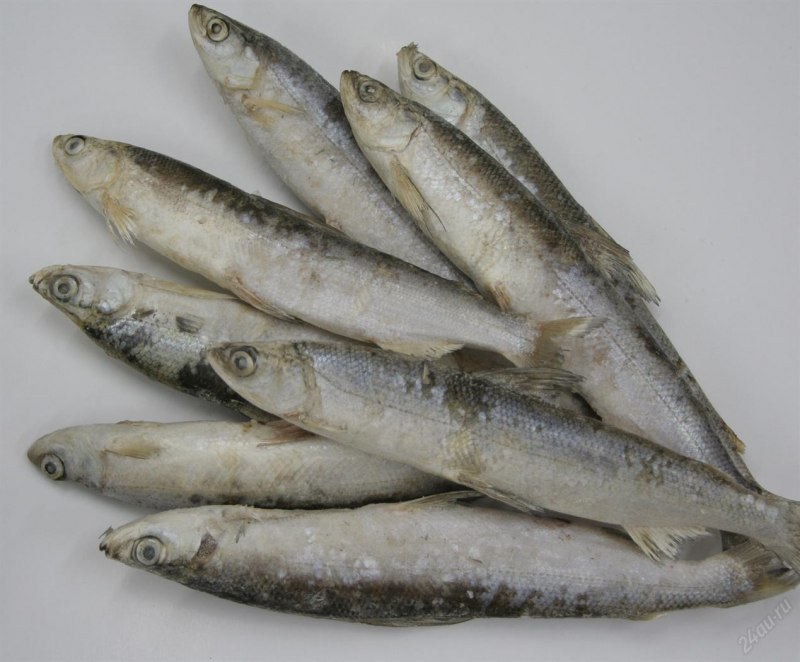Сибирский хариус - Thymallus arcticus