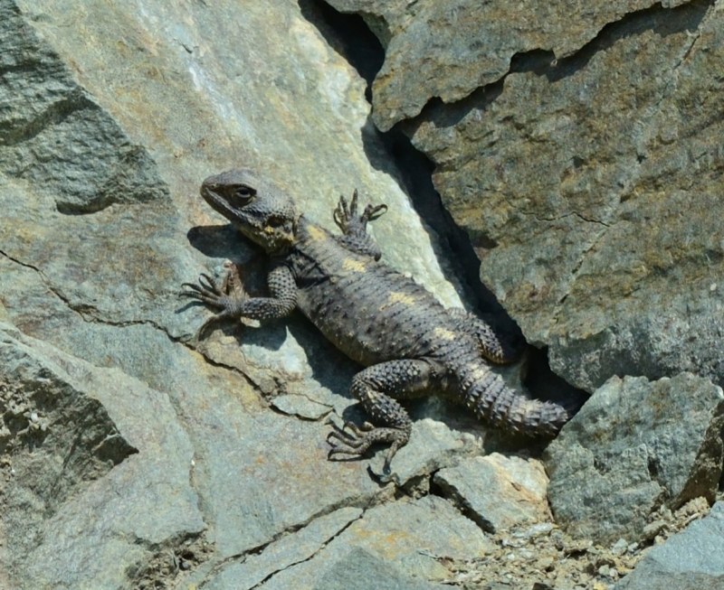 Stellagama Stellio