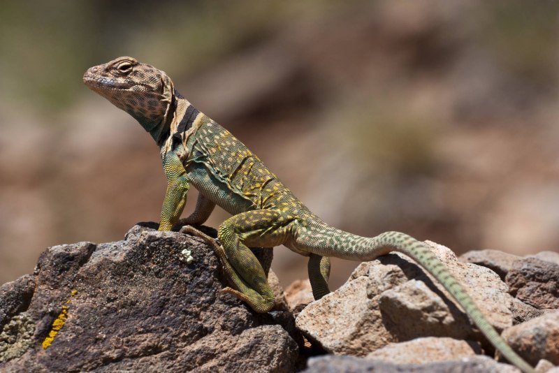 Crotaphytus collaris