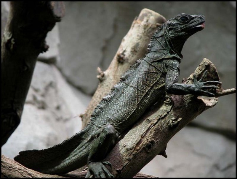 Lacerta lepida