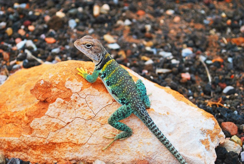 Зеленая игуана (Iguana Iguana)