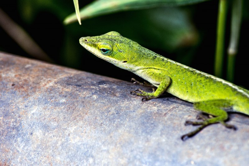 Hydrosaurus amboinensis
