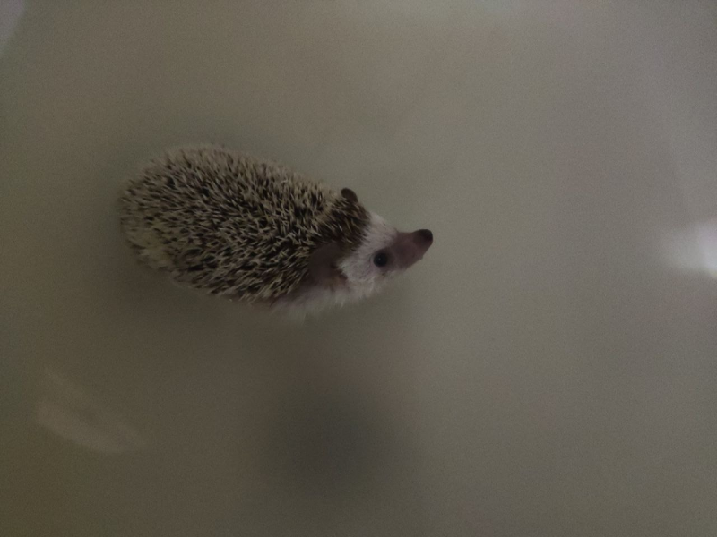 Еж белогрудый (Erinaceus concolor Martin)