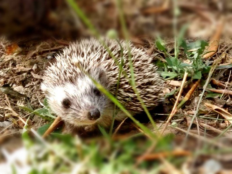 Southern White - breasted Hedgehog