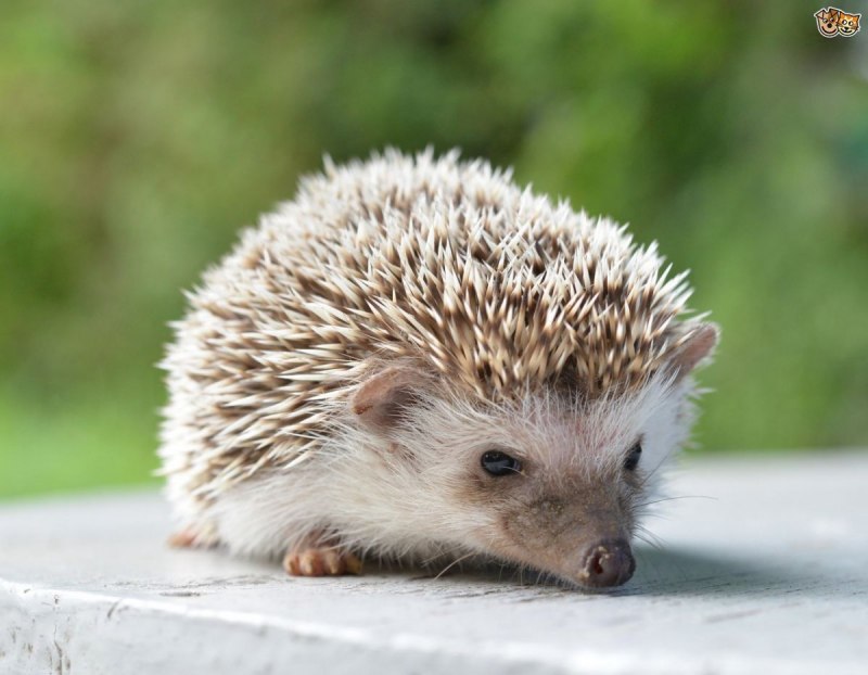 Southern White - breasted Hedgehog